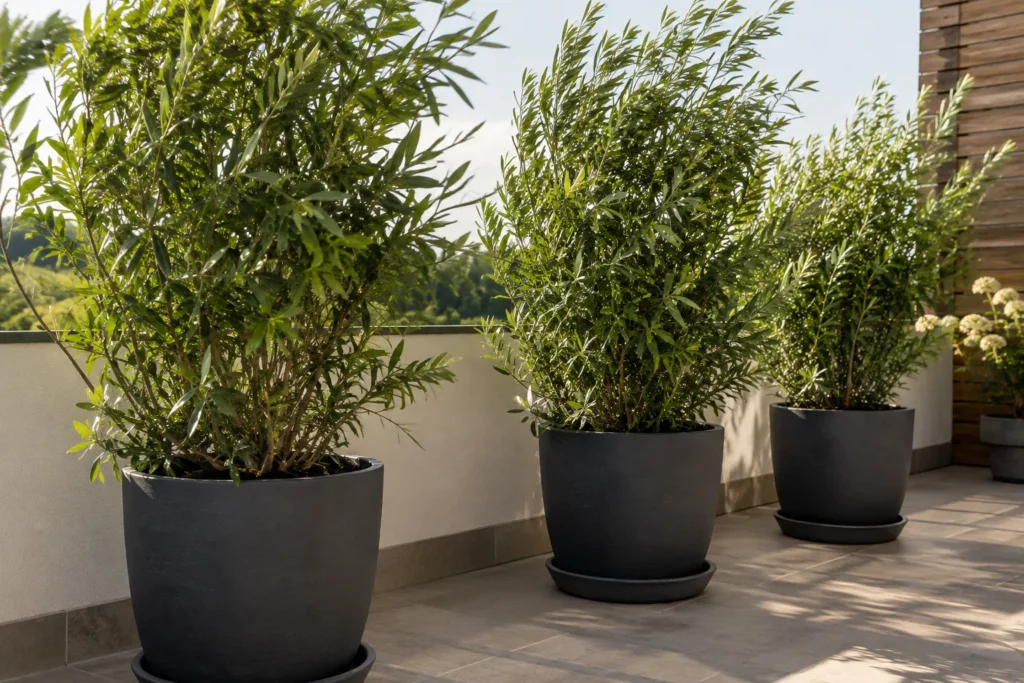 A stable, wide-based privacy planter holding up in wind
