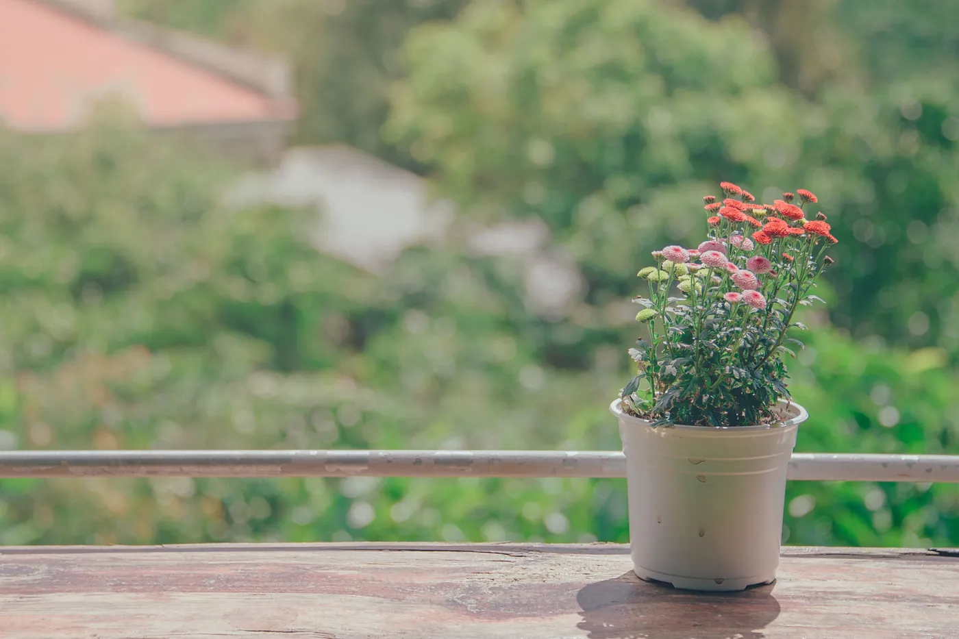 Build a Balcony That Keeps Flowering