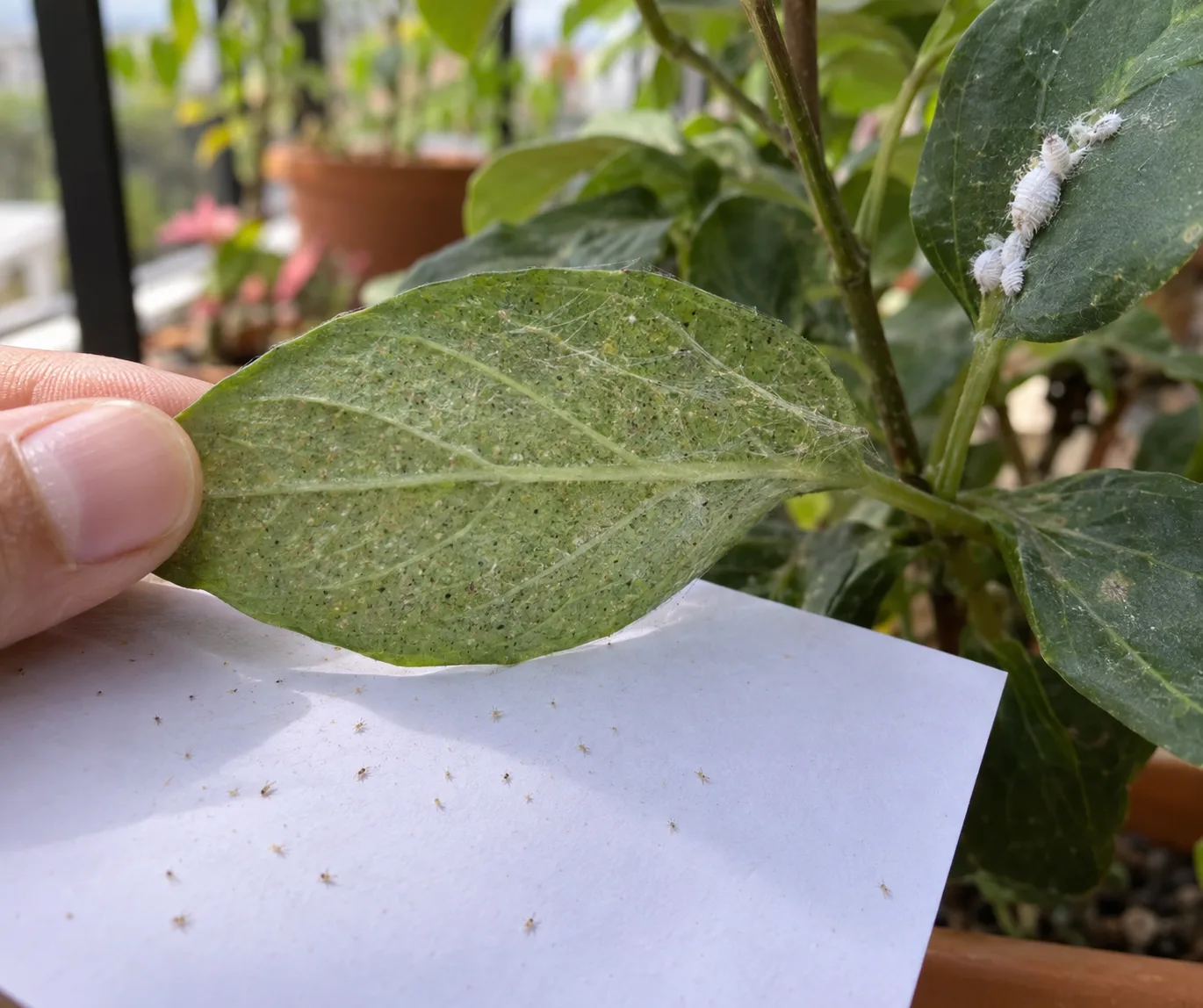 Checking the underside of a pepper plant leaf for spider mites using a sheet of white paper