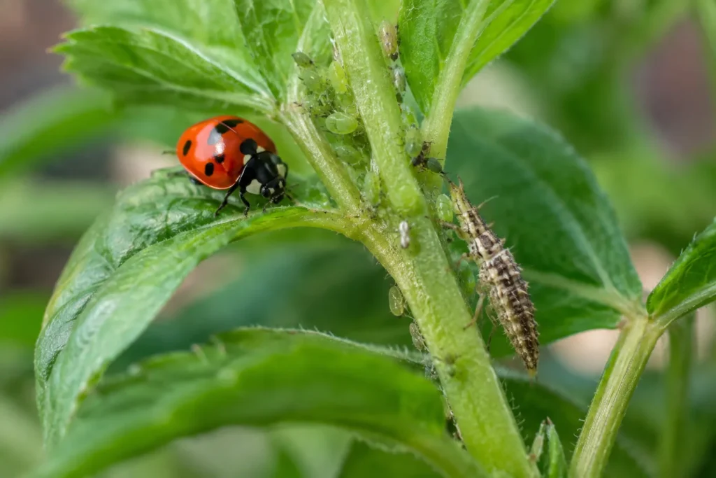 A ladybug and lacewing on a balcony plant helping control an aphid colony naturally