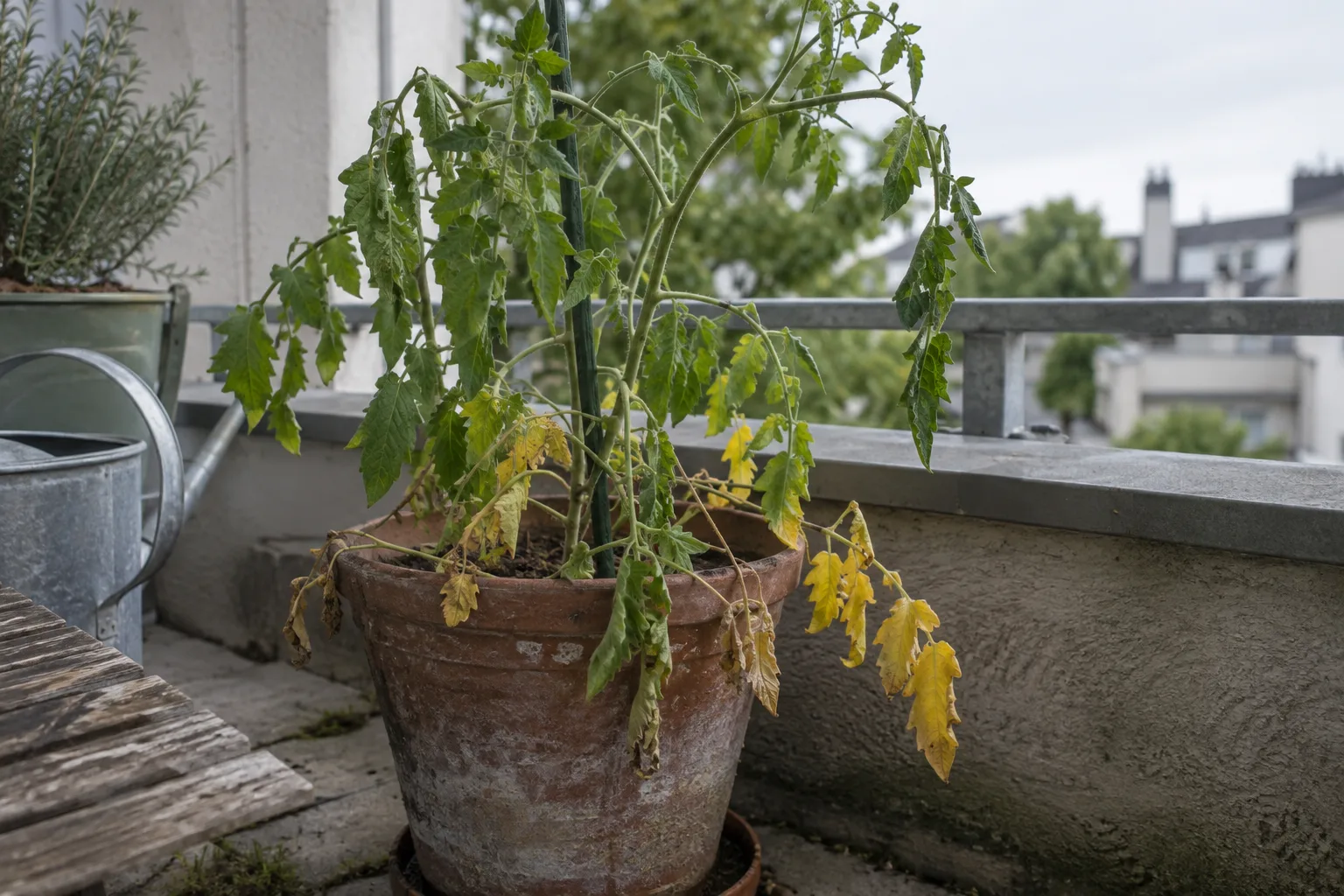 How to Diagnose Why Your Balcony Plant Is Dying