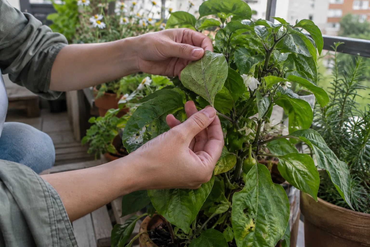 Inspecting a pepper plant's leaves and stems closely for early signs of trouble
